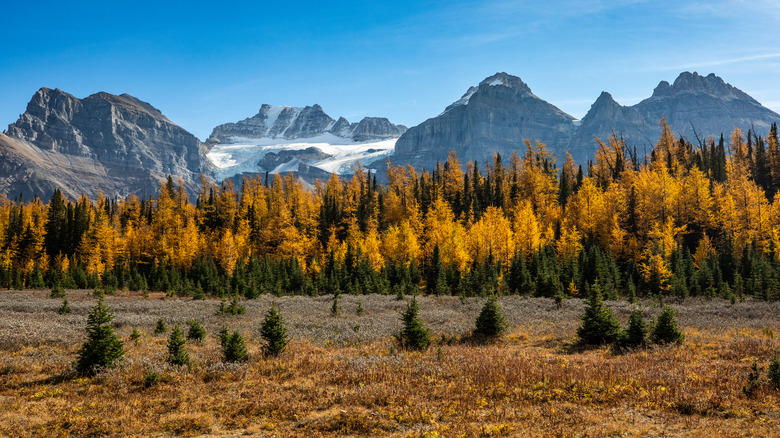 Banff National Park in autumn