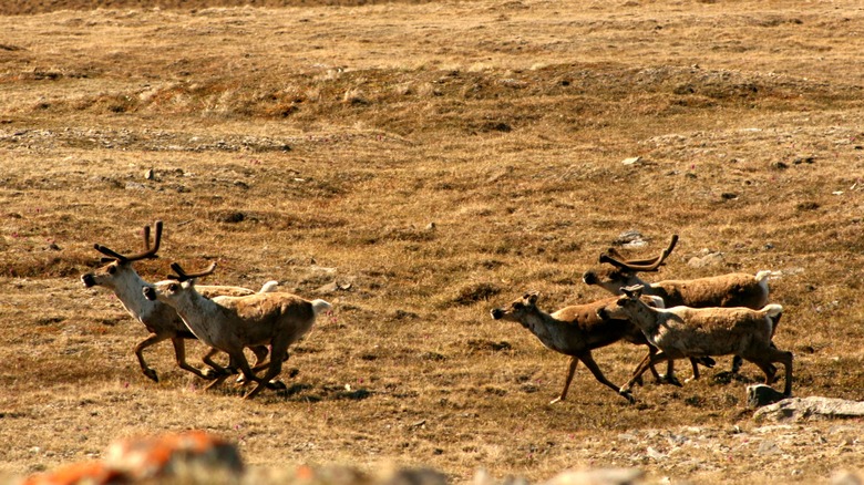 Ivvavik National Park wildlife