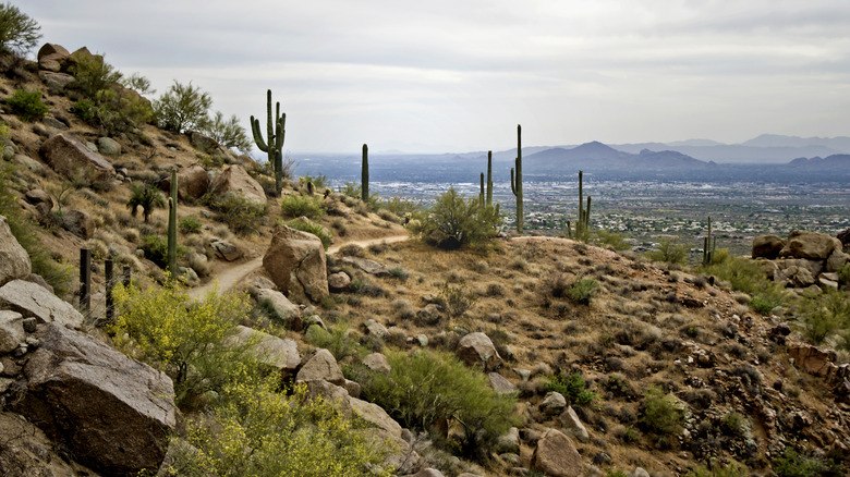saguaro cactus at pinnacle peak in phoenix