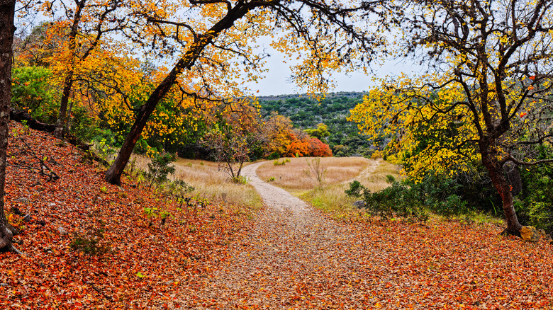 Lost Maples in fall during daytime