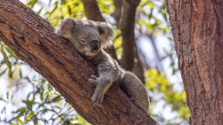 A koala at rest