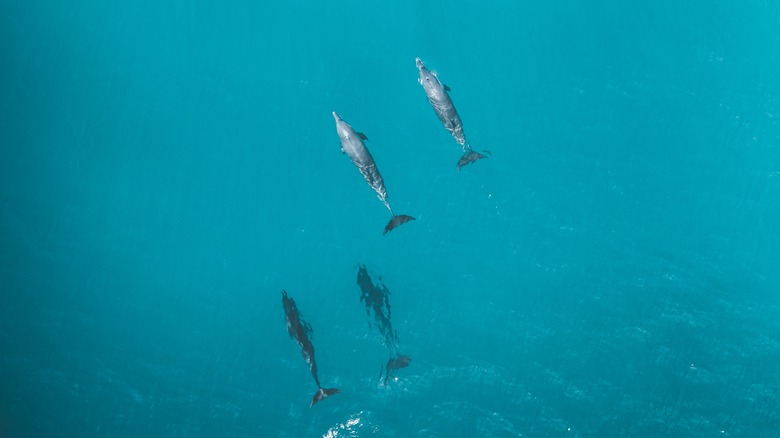 Dolphins roam around Ningaloo Reef