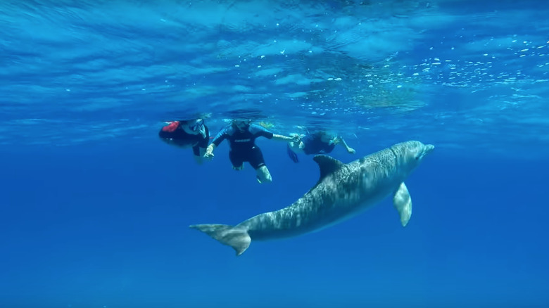 Dolphin swim in Bimini, Bahamas