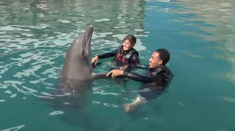 Visitors enjoying dolphin time