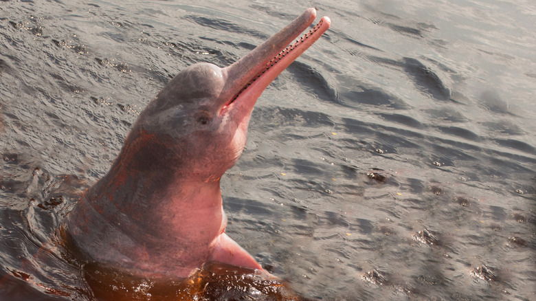 South American pink river dolphin