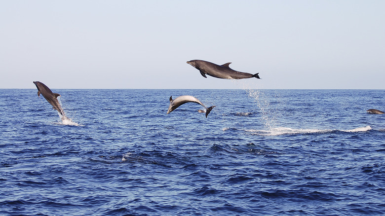 Dolphins in the Galápagos islands