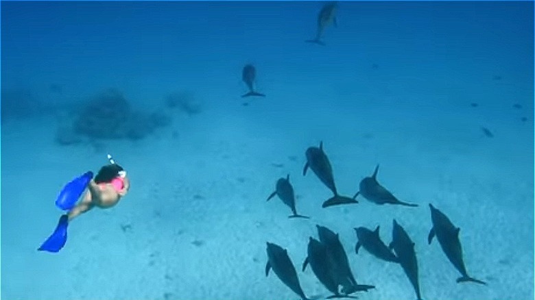 Swimming with dolphins in Egypt