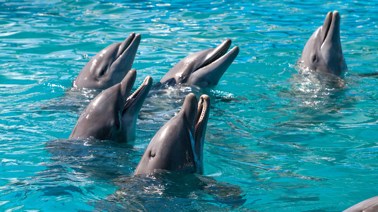 Dolphins in Key West, Florida
