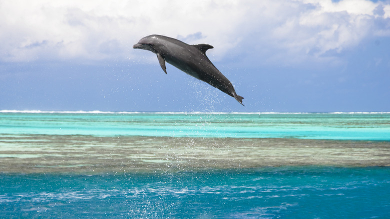 A dolphin in Moorea