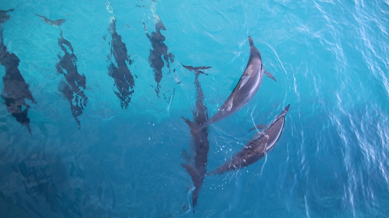 Dolphins off Oahu's coast