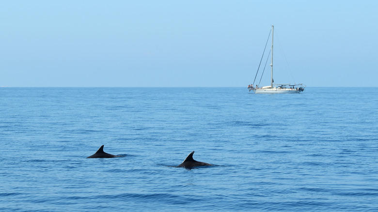 Dolphins off the Italian coast