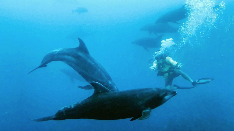 Dolphins around Socorro Island