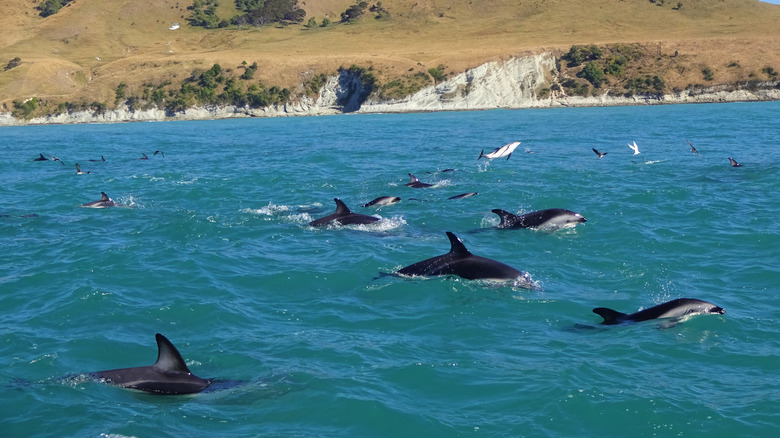 Dolphins by New Zealand's Kaikoura