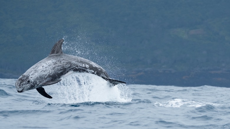 Dolphin playing in the Azores