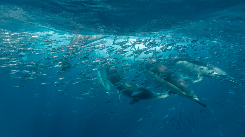 Dolphins during the sardine run