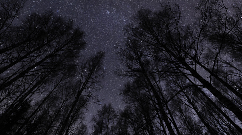 The night sky in forest 