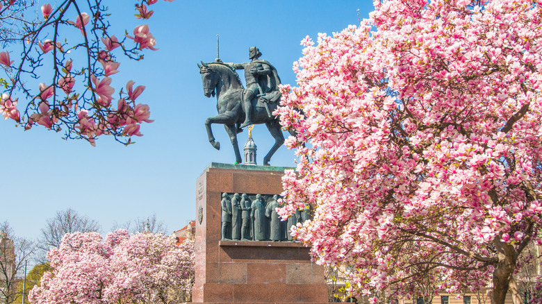 king tomislav square with flowering trees