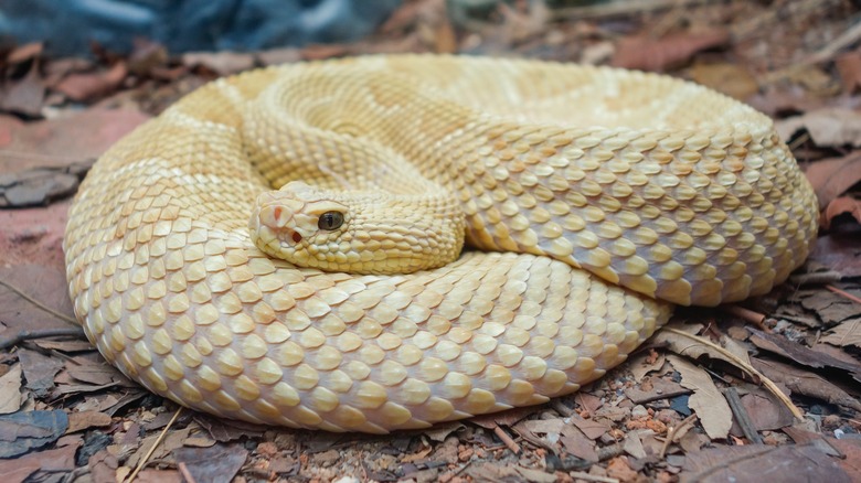 Coiled golden lancehead snake