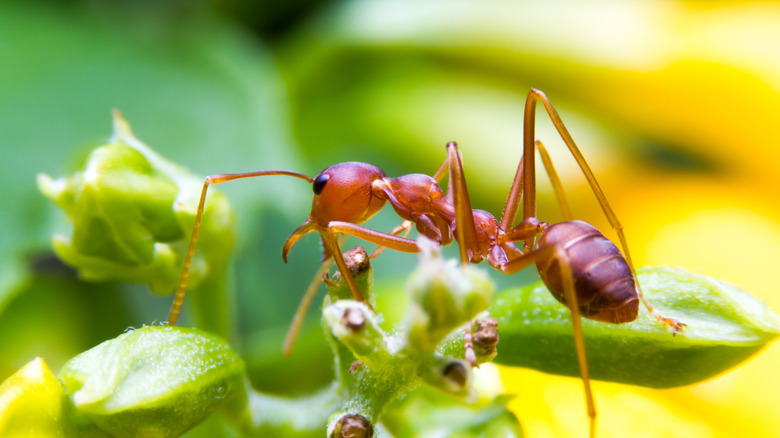 Fire ant on a plant