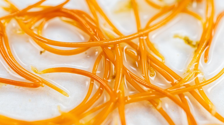 Close up of ascaris roundworms