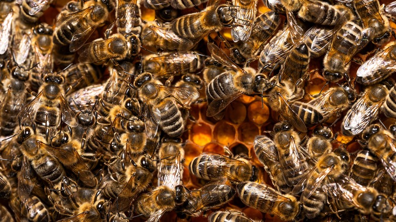 Bees on honeycomb 