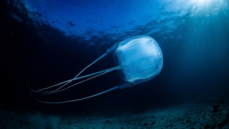 Box jellyfish swimming