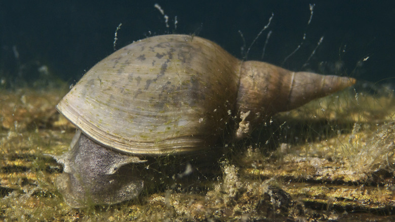 Freshwater snail on pond bed