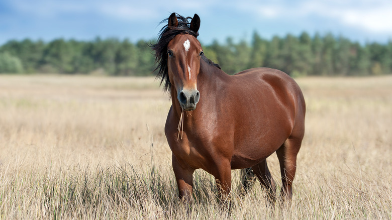 Horse in grass field