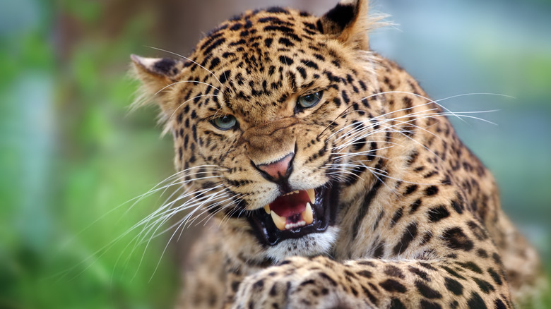 Leopard snarling
