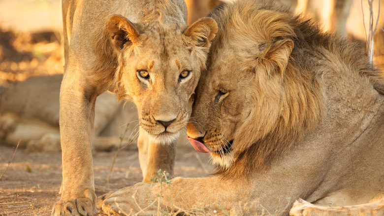 Pair of lions staring