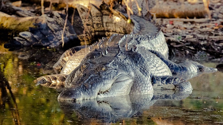 Saltwater crocodile resting