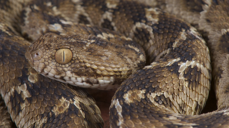 Coiled saw-scaled viper