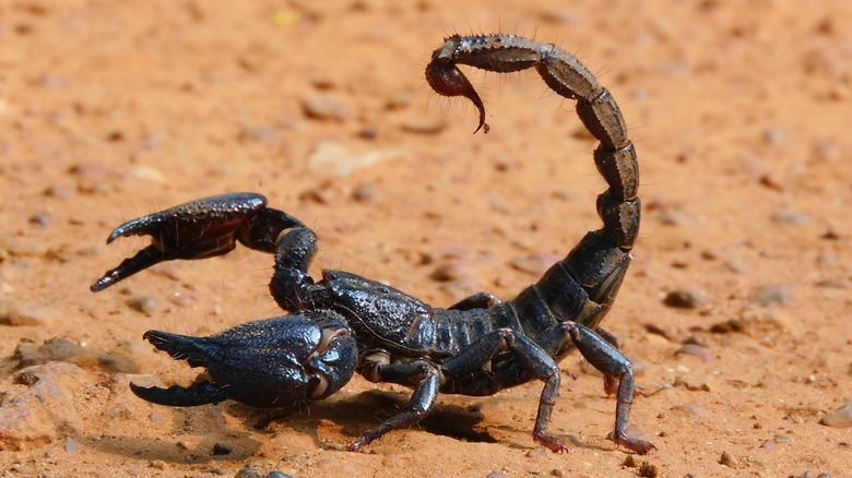 Scorpion raising tail