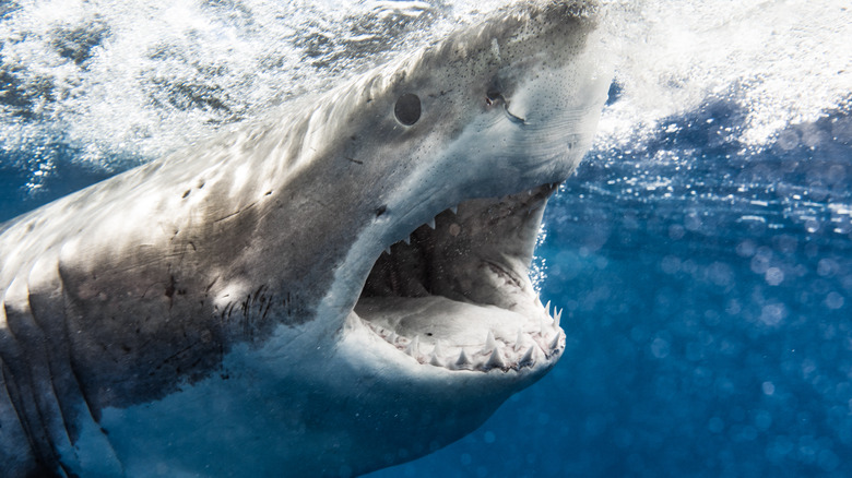 Great white shark swimming