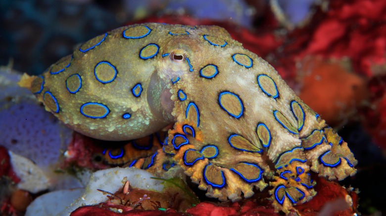 Blue-ringed octopus on seafloor 