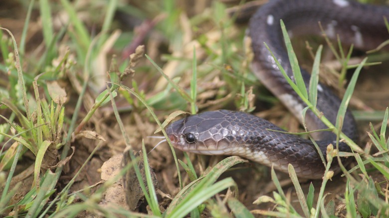 Common krait in grass