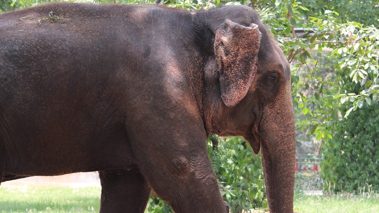 Indian elephant walking