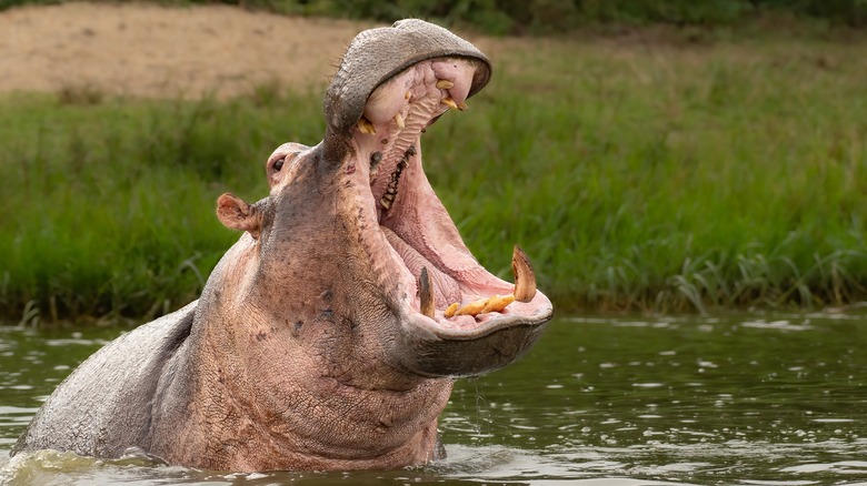 Hippopotamus with open mouth