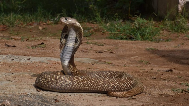 Indian cobra standing