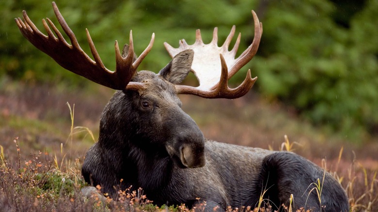 Bull moose lying in field 