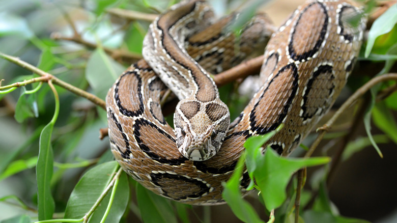 Russell Viper on a branch