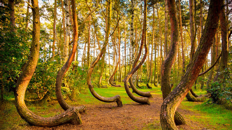 Crooked Forest in Poland