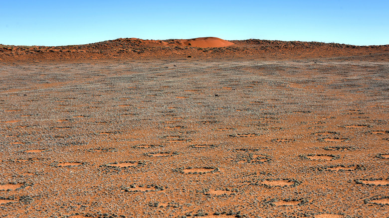 Fairy Circles desert