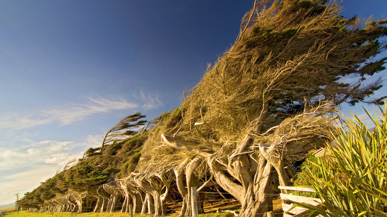 Slope Point in New Zealand