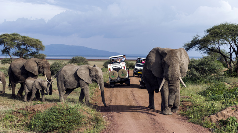 Tanzania safari elephants crossing road near vehicles