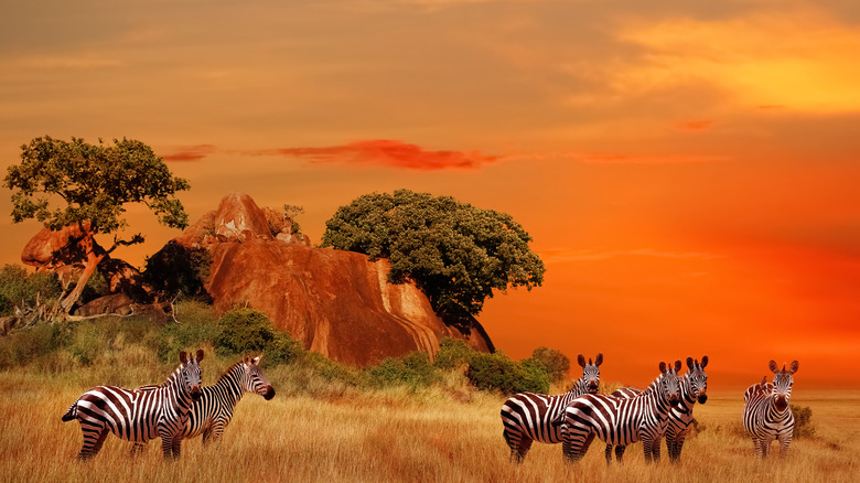 zebras in the Serengeti