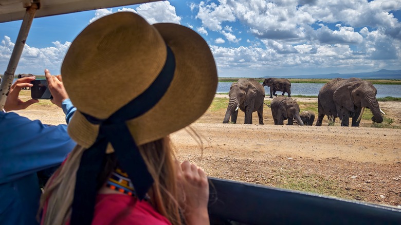 safari vehicle with woman in hat near elephants