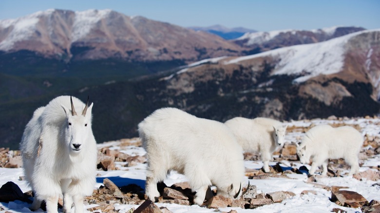 mountain goats on Quandary Peak