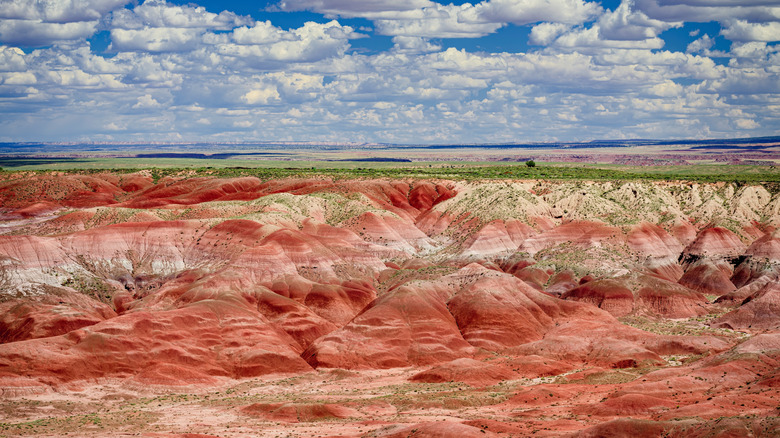 Petrified Forest National Park