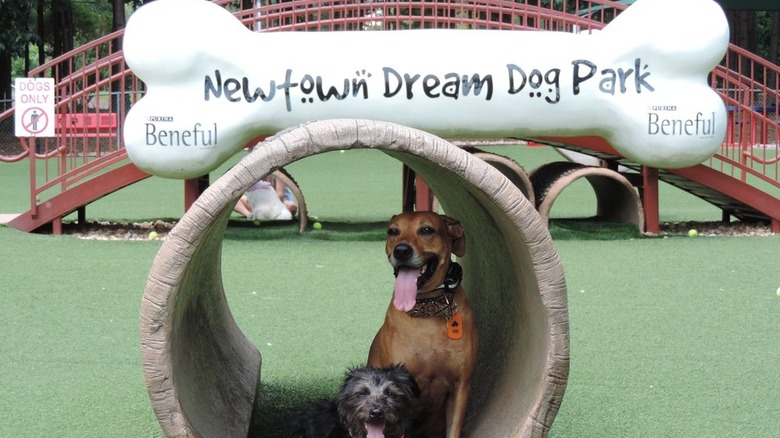Dog Parks  Northern California Recreation